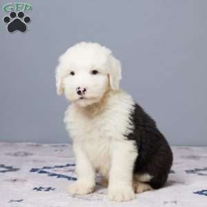 Bruce, Old English Sheepdog Puppy